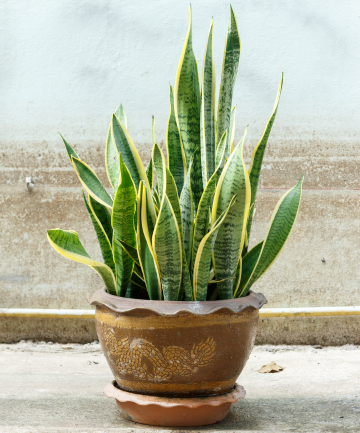 No. 6: Snake Plant