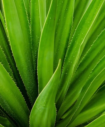 Aloe