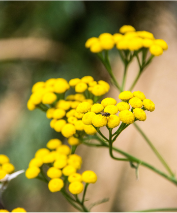 The Value of Blue Tansy in a Skincare Routine