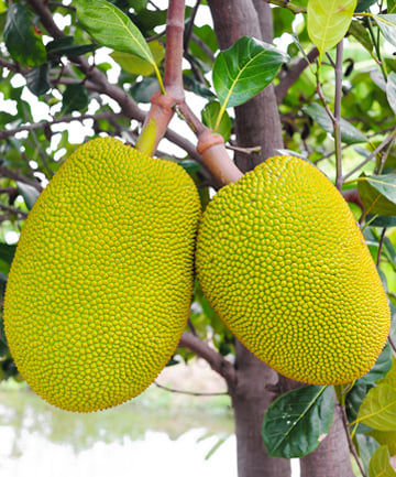 Jackfruit