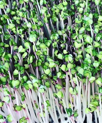 Microgreens