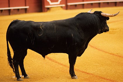 Bull Semen