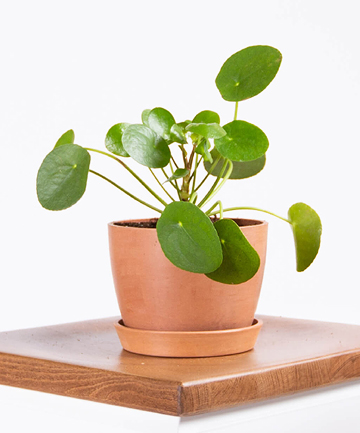 Pilea: Boosts Productivity, Mood & Sleep