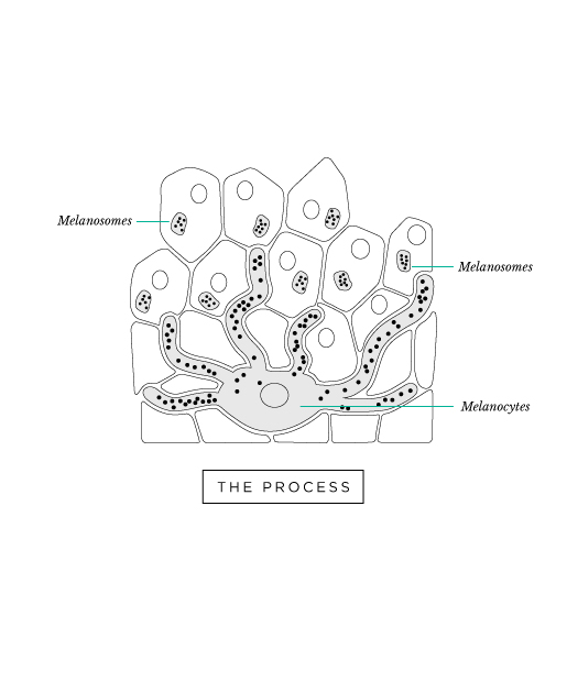 The Process