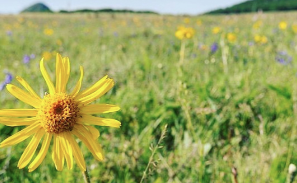 Arnica Is the Magical Healing Ingredient Missing From Your Skin Care Routine