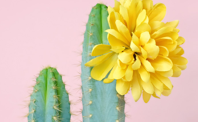 Turn Prickly Skin Into a Smooth Canvas with Cactus